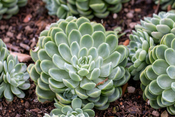 Echeveria elegans Rose succulent