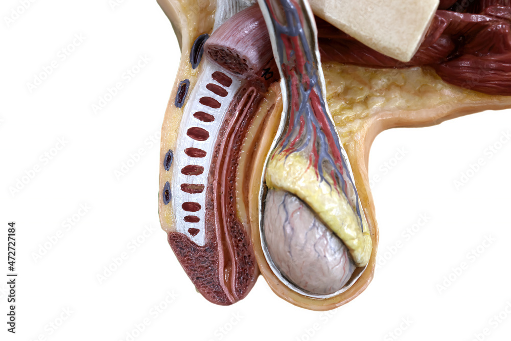 Wall mural Anatomy of human penis model for education physiology.