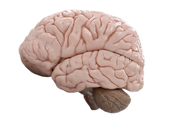 Human brain anatomy model for education physiology.