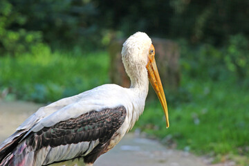 portrait of a pelican