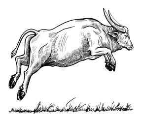 Drawing of a jumping buffalo. Wild or pet.