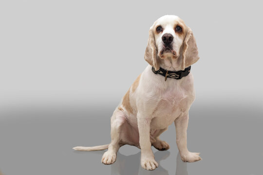 C&oacute;quer Spaniel Albino