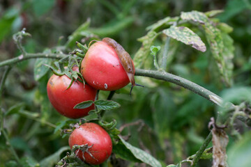 Fungal diseases of tomatoes Late blight is one of the most dangerous diseases