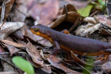 Newt in fall