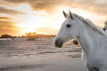 Obraz na płótnie Canvas White horses in Camargue, France.