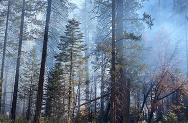 Fototapeta na wymiar Taken by Gavrilis Photography in Yosemite (2021)