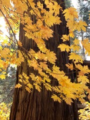 Taken by Gavrilis Photography in Yosemite (2021)