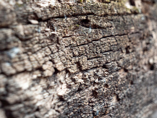 Bark from a log