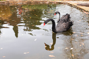 Pair of black swans swim in the lake