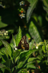 Mariposa dardo blanco (Catasticta nimbice nimbice) - mariposa posando sobre una planta