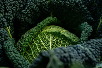 Kapusta, Włoska Kapusta, włoskie kapusty, italian cabbage © Follow the Sun