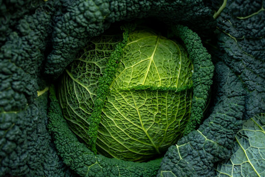 Kapusta, Włoska Kapusta, włoskie kapusty, italian cabbage