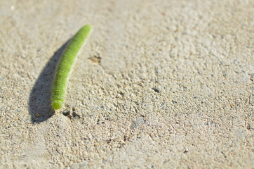 Cabbage white butterfly walking on concrete (concrete) caterpillar pest. Pieris rapae larva....