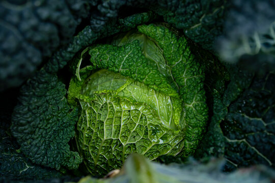 Kapusta Images – Browse 3,116 Stock Photos, Vectors, and Video | Adobe