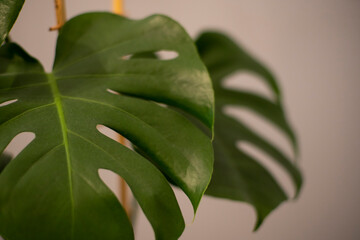 Fototapeta na wymiar monstera deliciosa, Monstera, liście, roślina, Roślina Monstera doniczkowa