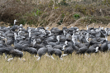 畑で餌を食べるナベヅルの群（鹿児島県・出水市）
