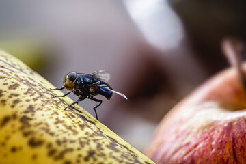 fly landing on banana, insect on old furta, close-up of house fly