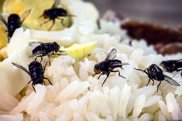 infestation of flies on food, rice and rotten eggs, insects indoors, house pest