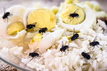 infestation of flies on food, rice and rotten eggs, insects indoors, house pest