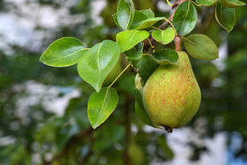 Pear Fruit in Tree 05