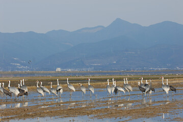 干拓地に群れるマナヅル（鹿児島県・出水市）

