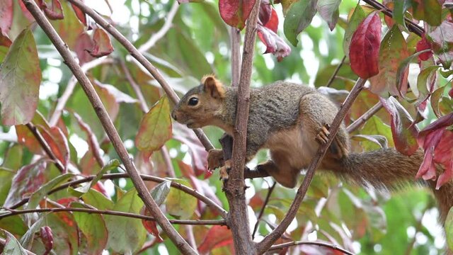 HD video of a common ground squirrel in young plum tree biting the bark and listening for danger on a mildly windy autumn day.
