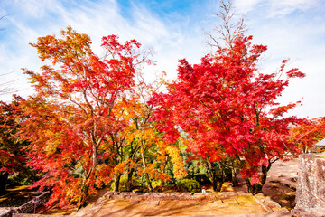 岡城の紅葉