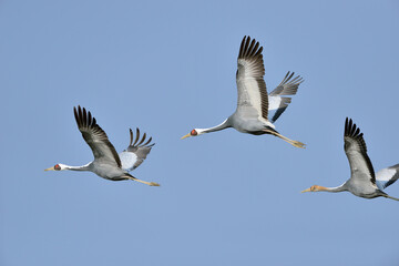 飛翔するマナヅルの家族（鹿児島県・出水市）
