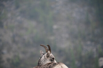 Mountain Goat Blank Space