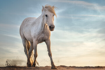 White horses in Camargue - obrazy, fototapety, plakaty