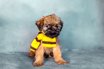 Brussels griffon puppy in a scarf on a gray background. Cold or warm. High quality photo
