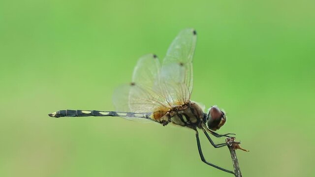 dragonfly on a leaf