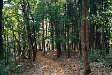 Jeongjisan mountain forest trail in Gongju, Korea