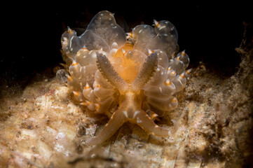 A nudibranch or Baeolidia moebii