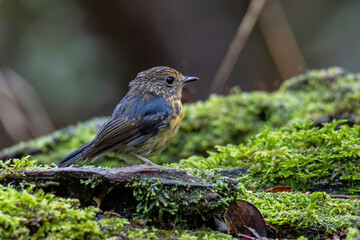 Nature wildlife bird species of Snowy browed flycatcher found in Borneo, Sabah,Malaysia