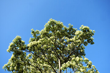 bark,Saptaparni (Alstonia scholaris) is evergreen stately tropical tree in family Apocynaceae,has creamy-greenish white flower