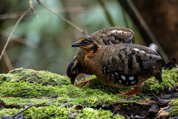 Nature wildlife image of bird red-breasted partridge also known as the Bornean hill-partridge It is endemic to hill and montane forest in Borneo