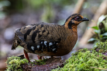 Nature wildlife image of bird red-breasted partridge also known as the Bornean hill-partridge It is endemic to hill and montane forest in Borneo