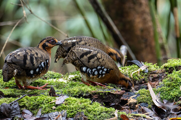 Nature wildlife image of bird red-breasted partridge also known as the Bornean hill-partridge It is endemic to hill and montane forest in Borneo