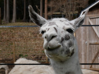 ヤギの顔
