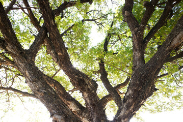 Views of Under big green tree.