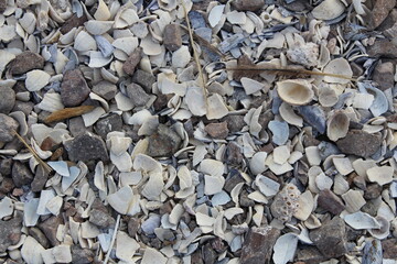 Ground shell with biological waste