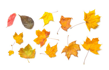 Dried autumn leaves on white background
