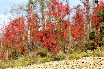 incredible autumn forest