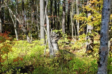 incredible autumn forest