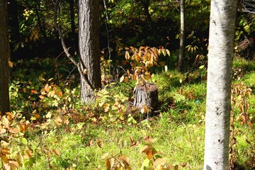 incredible autumn forest