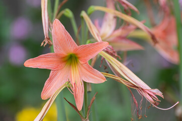Obraz premium Pink Lily flowers, Lilium is a genus of herbaceous flowering plants growing from bulbs, all with large prominent flowers. Shot at Howrah, West Bengal, India