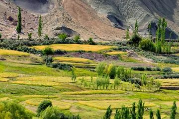 Poster Top view of ladakh landscape, green valley field with barren mountains around, play of light and shadow on agricultural land, Leh, Ladakh, India © mitrarudra