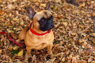 Cute French bulldog in autumn park