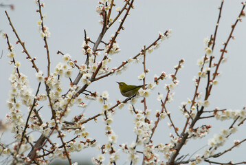 梅の蜜を探すメジロ